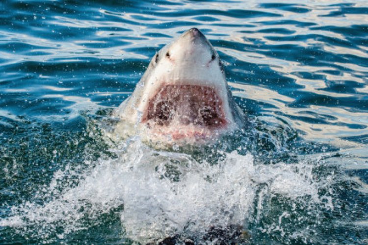 Shark attack kills two women in Egypt's Red Sea: ministry