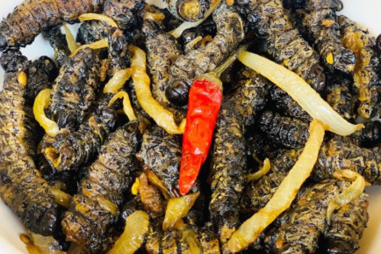 South African entrepreneur seeks to turn caterpillars into tasty snacks