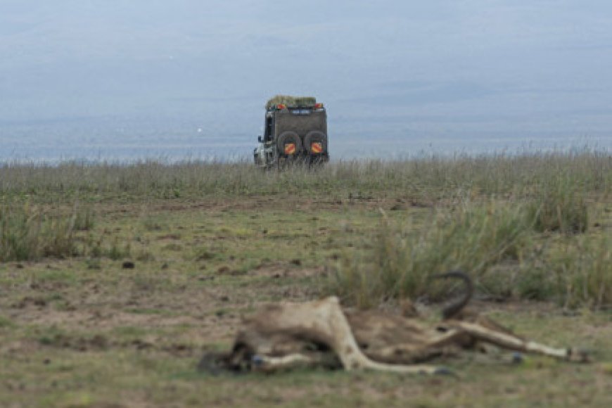 Kenya drought leaves wildlife gasping for breath