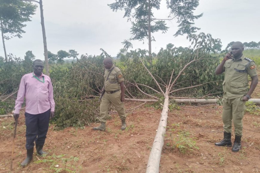  NFA Calls for Community Support to Protect Mayuge Forests Amid Increasing Deforestation.   
