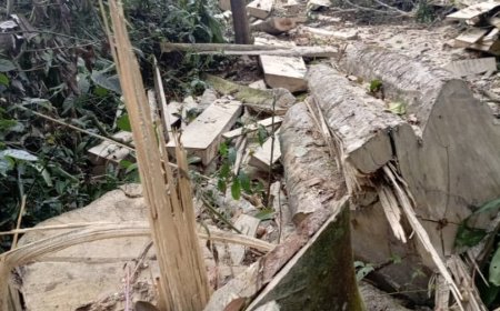 Three Arrested by NFA Over Mabira Forest Destruction