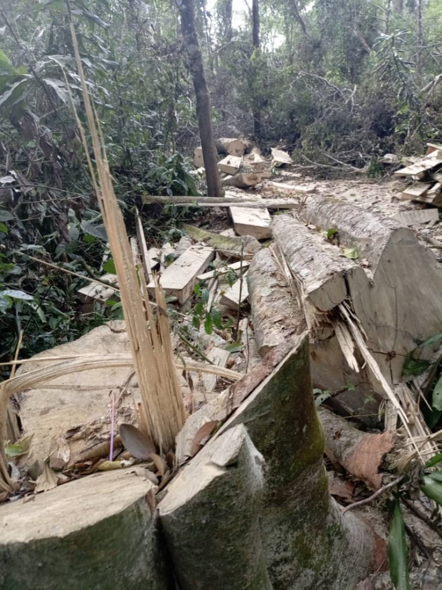 Three Arrested by NFA Over Mabira Forest Destruction